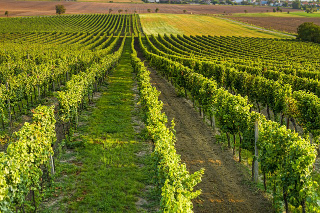 Lavoro in nero nei vigneti, sospese quattro aziende nel cuneese